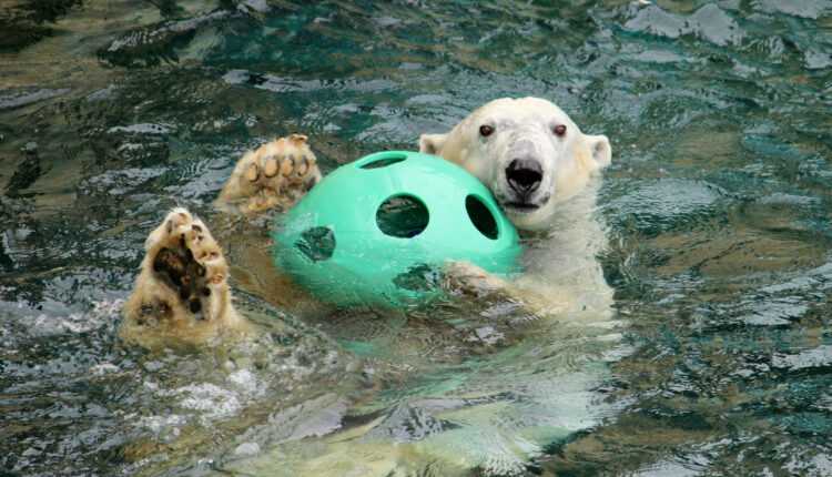 KCZoo-Berlin-w-Ball-on-Belly