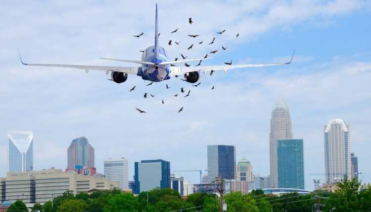 coliziuni-pasari-2010-2020-romania-aviatia-civila