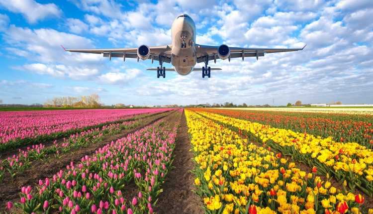 american-airlines-cargo-transport-flori